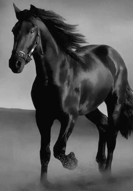 Dark Horse Canvas Painting