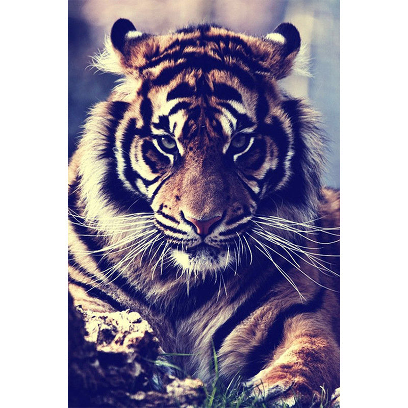 Tiger Canvas Poster
